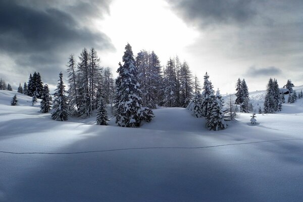 Paesaggio invernale: abeti e pini nella neve