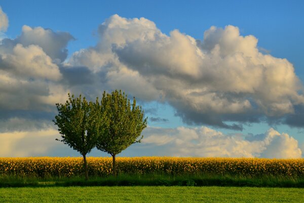 Two trees among a field of flowers