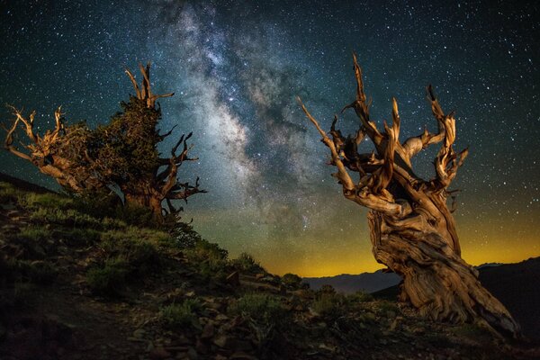 Driftwood starry sky stump lightning