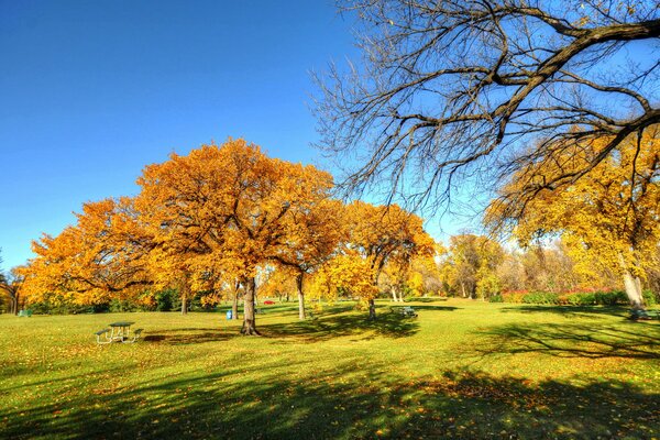 Goldener Herbst im Park