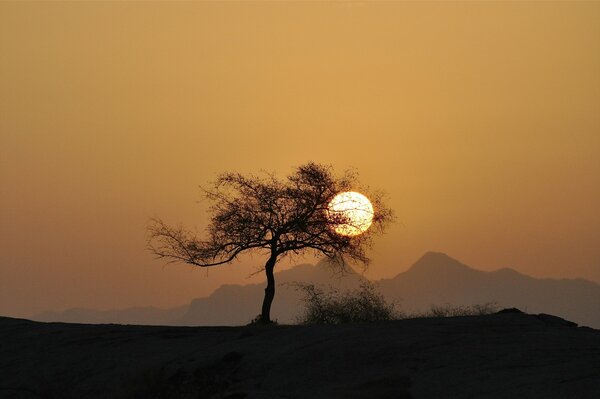 Silhouette der Baum Sonne Sonnenuntergang