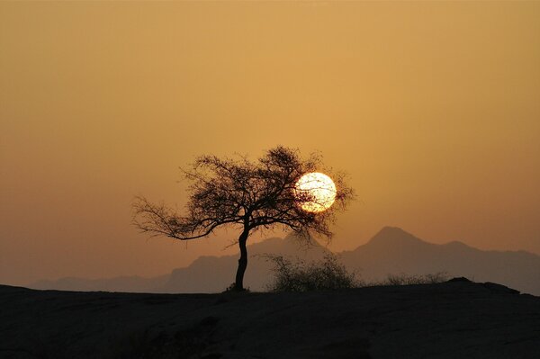 Silhouette tree sun sunset