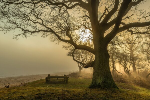A bench in the shade of a lonely tree