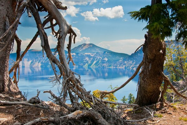 Vieux arbres au bord du lac
