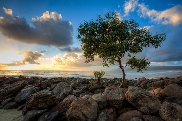 L arbre pousse parmi les pierres