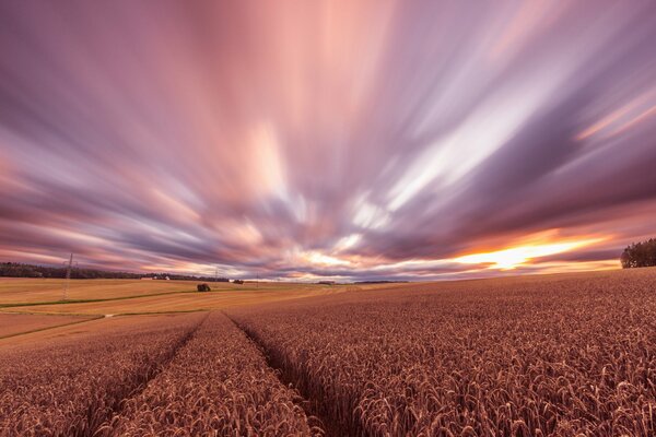 Hermosa hora de pre-cena en el campo de trigo