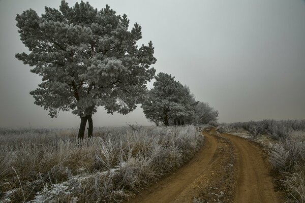 Autumn frost. white trees, dirt road