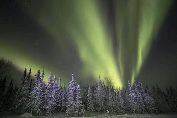 Aurora boreale di notte nella foresta invernale