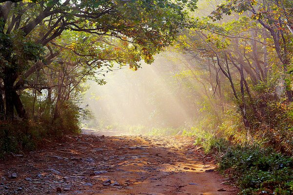 Raggi di sole attraverso le corone degli alberi