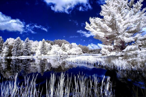 Reflejo de árboles congelados en el lago en invierno