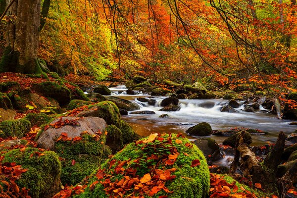 Herbstlandschaft von Wald und Fluss