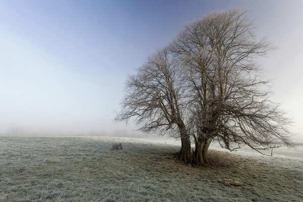 Landscape of nature . a huge tree in frost