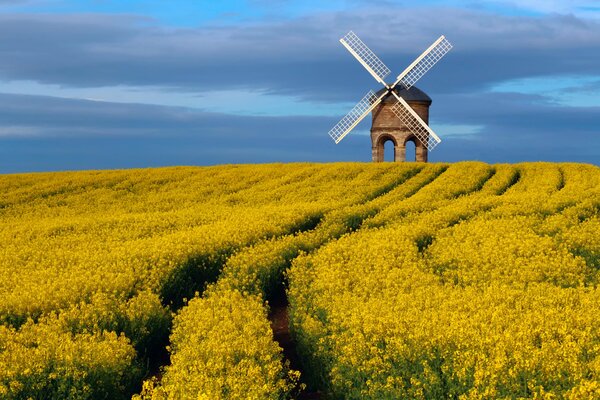 Champ jaune et ciel bleu et moulin