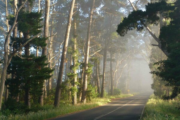 Camino paisaje árboles cielo