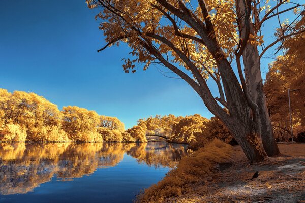 Parc d automne avec des arbres et un étang