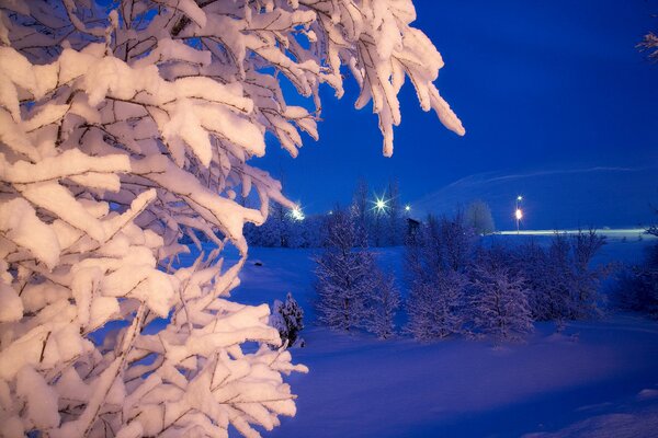 Zimowy park w nocy. Śnieg na gałęziach