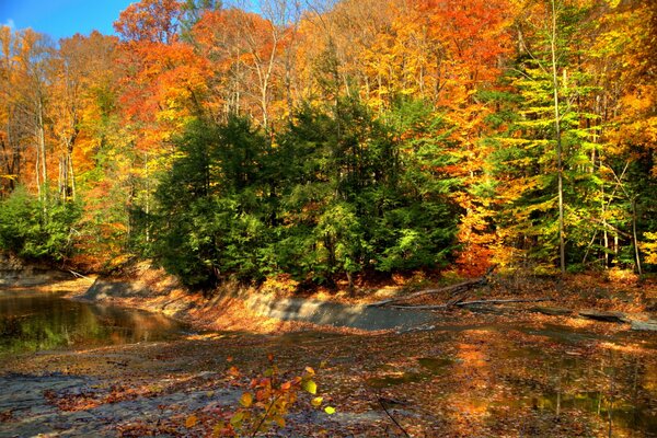 Naturfoto des Herbstwaldes