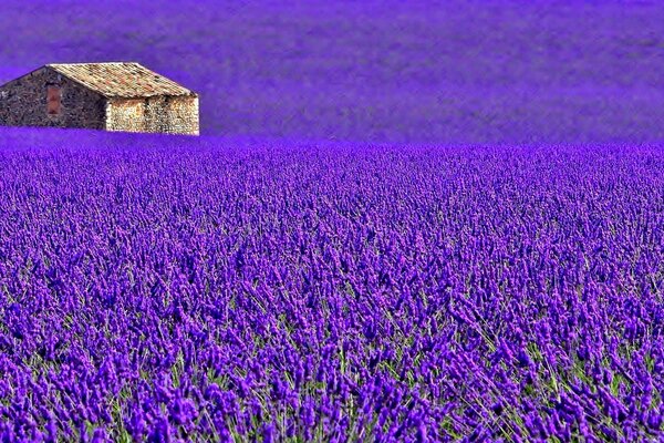 Hermoso campo de lavanda y cabaña