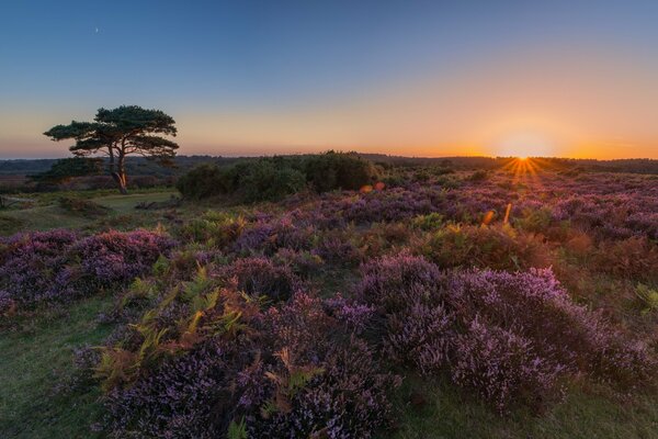 Champ avec des fleurs violettes au coucher du soleil