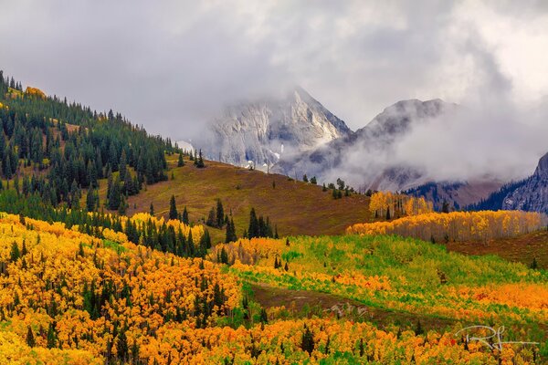 USA, Colorado. herbstwald im Nebel