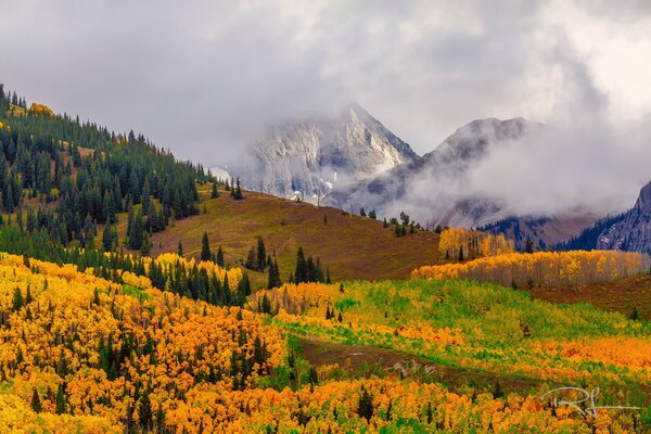 États-Unis, Colorado. forêt d automne dans le brouillard