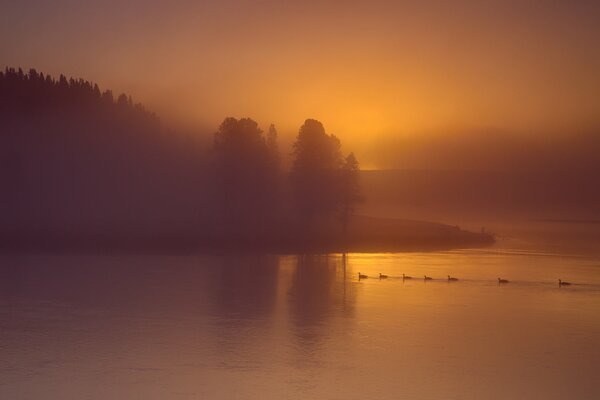 Enten im Nebel Fluss Bäume