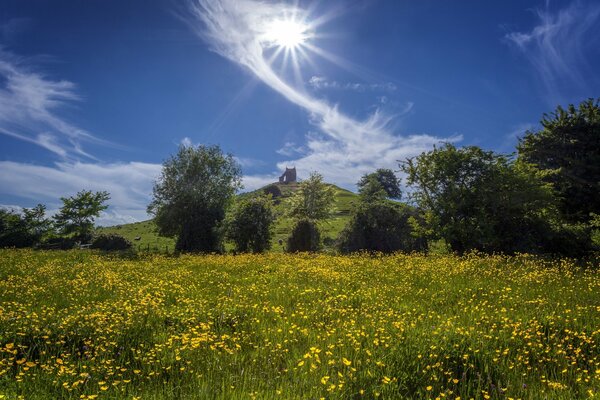 Nature. trees, buttercups, flowers, a hill. beauty