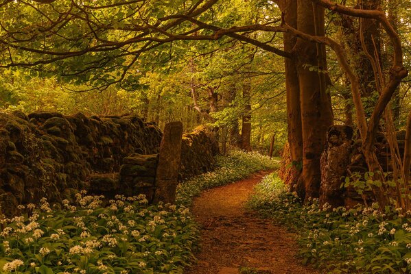 Ein Weg zwischen Blumen und einem wunderbaren Wald