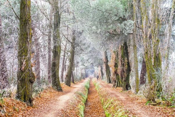 Bäume im Frost und eine Straße im goldenen Laub