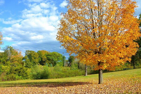 Herbstbaum mit gelben Blättern