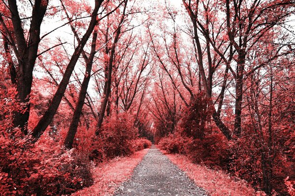 Lungo sentiero attraverso la foresta rossa