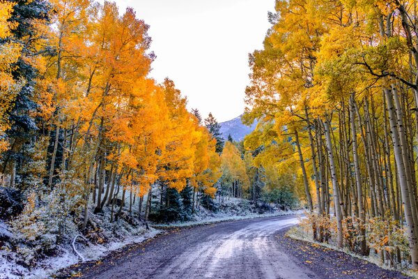 Tempo autunnale. bellissimi alberi