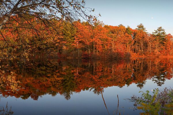 Autumn forest with crimson foliage by the lake