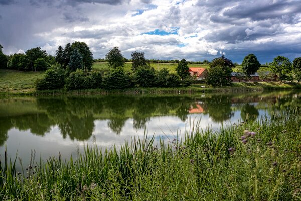 Trawa i drzewa w pobliżu stawu