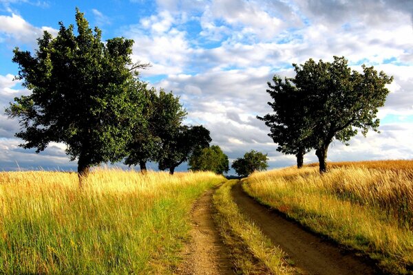 Strada nel campo con alberi paesaggio