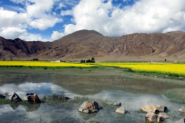 Beautiful landscape. Yellow meadow. Bright sky