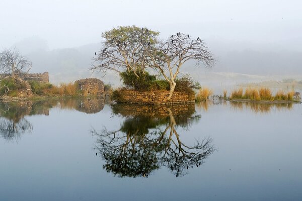 Trees in the middle of the lake in the fog