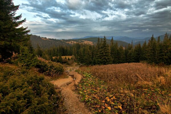 Forest and field. Dark sky