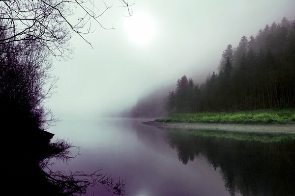 Nebeliger Wald, der sich im See widerspiegelt