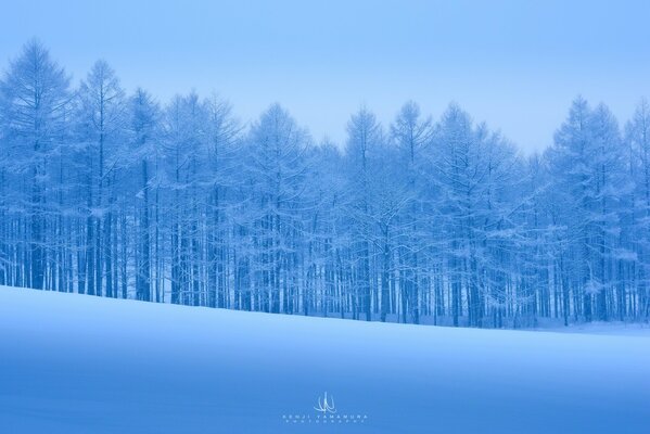 Calm winter snow forest