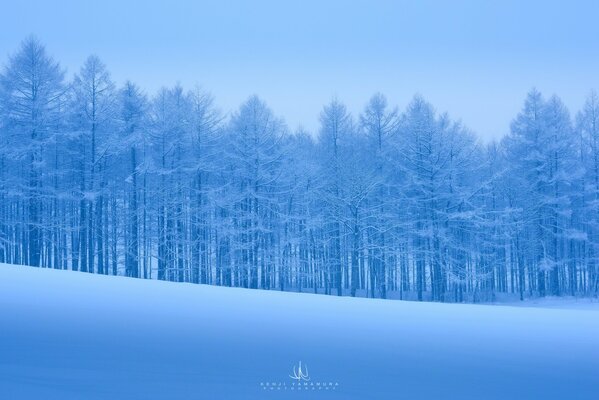 Forêt enneigée d hiver calme