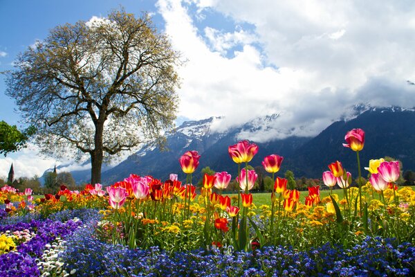Brillante dispersión de flores en el fondo de las montañas brumosas