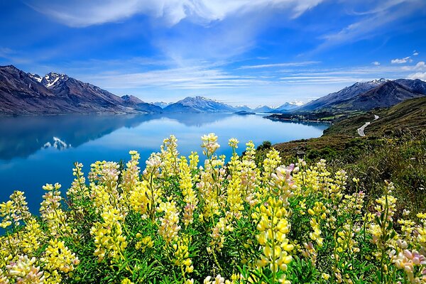 Montagnes autour du lac, fleurs au premier plan