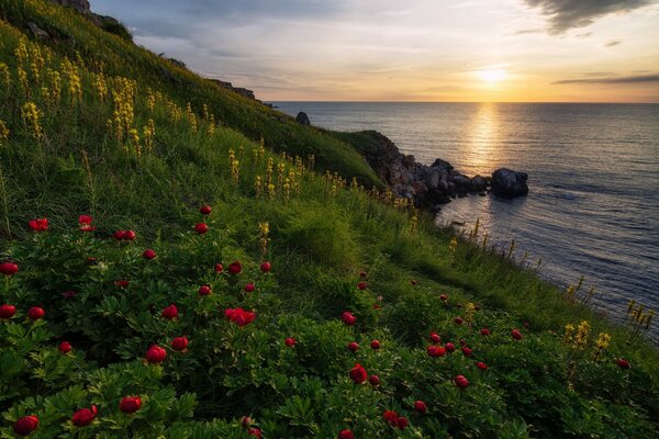 Aube avec pivoines rouges et mer noire