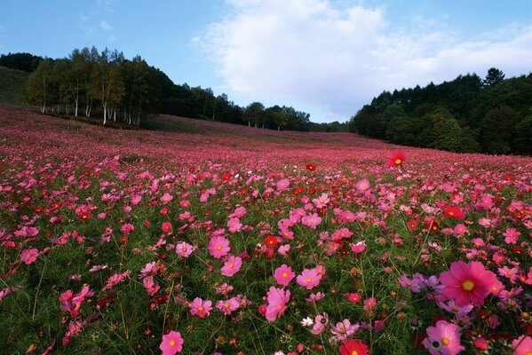 Eine Sommerlichtung voller Blumen