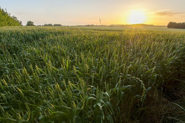 Sunset on the background of the field