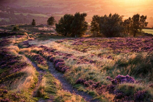 Natura bellezza dei fiori degli alberi e delle erbe sentieri