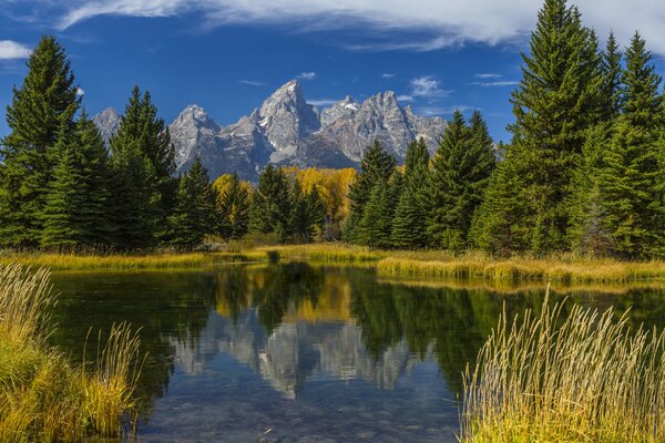 The reflection of trees in the lake