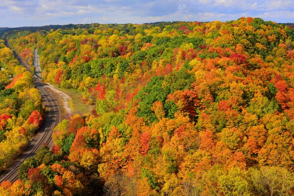 Ausgedehnter, farbenfroher Wald mit Straße