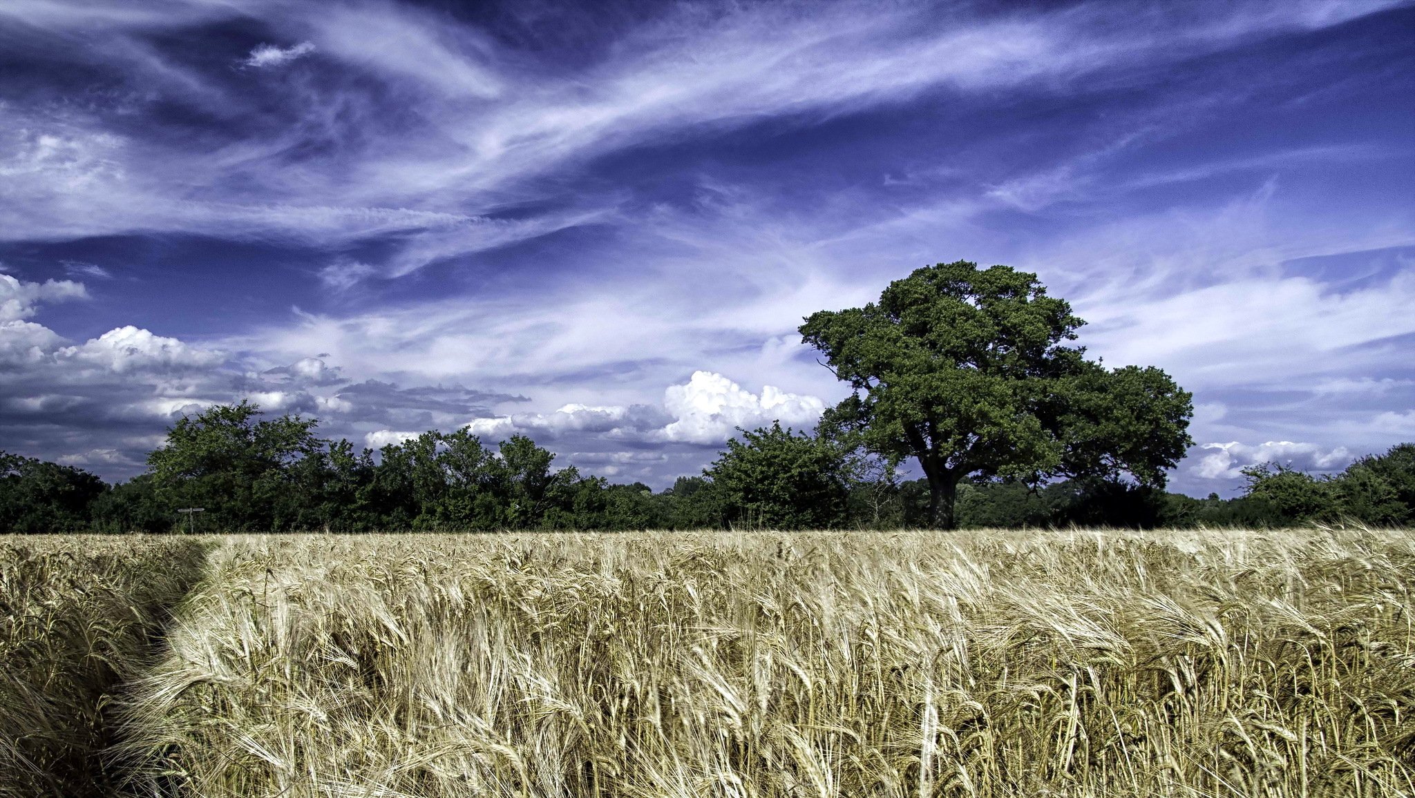 champ été paysage